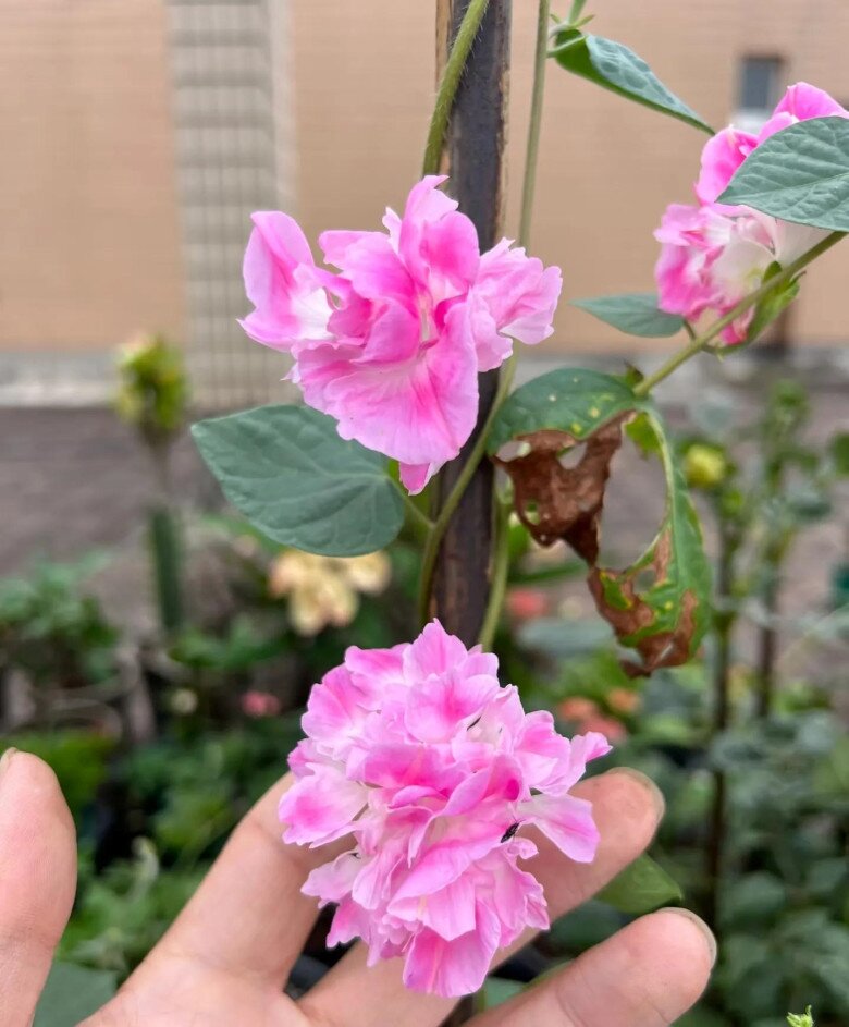 Hoa bìm bìm cánh kép.