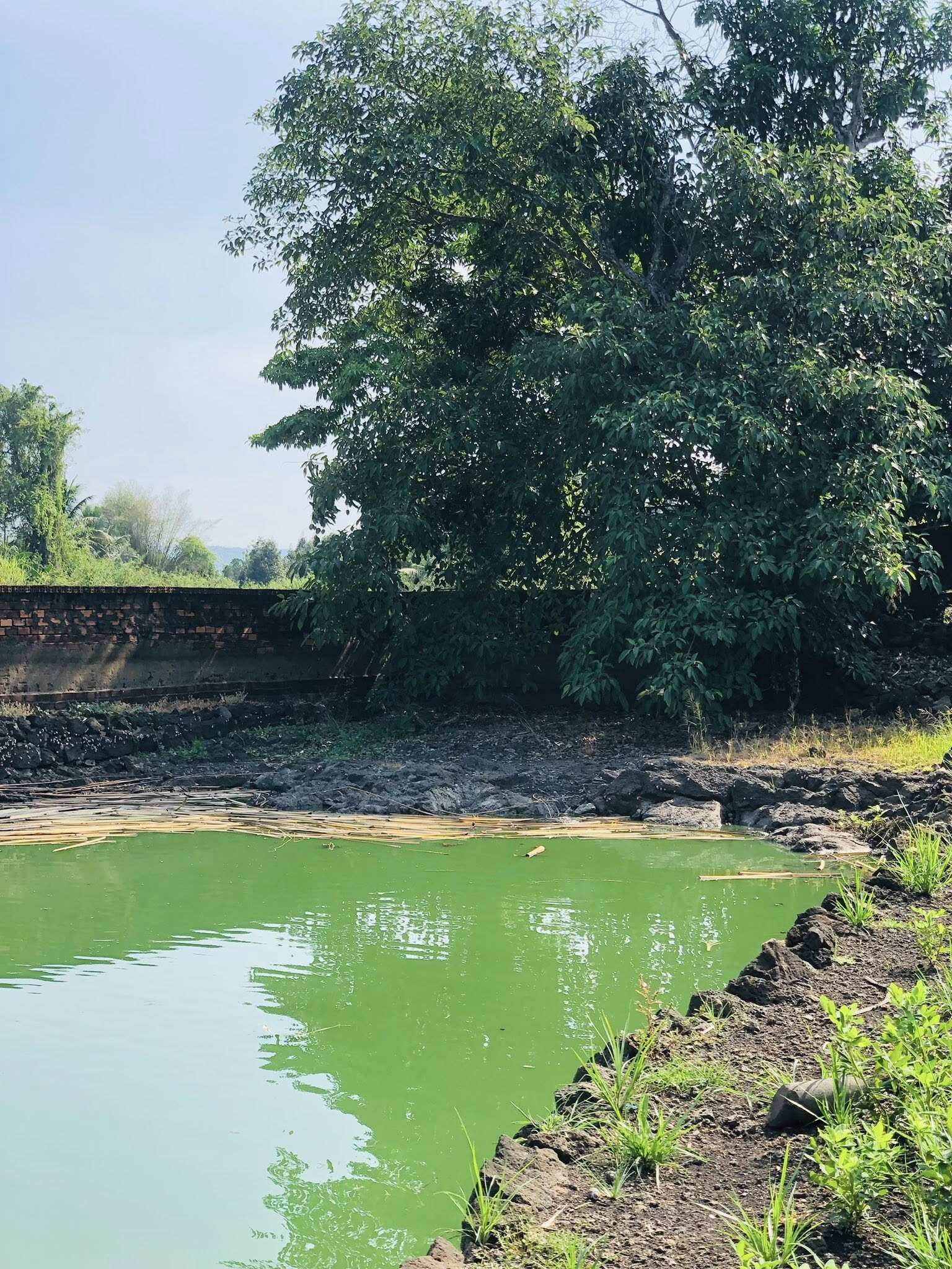 Đôi vợ chồng bỏ phố về quê xây nông trại 3000m2 trồng rau nuôi yến chỉ 30 triệu cải tạo đất và kết quả đẹp như tranh - 5
