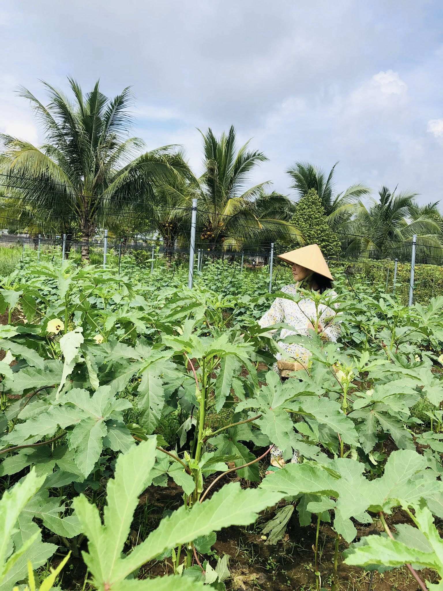 Đôi vợ chồng bỏ phố về quê xây nông trại 3000m2 trồng rau nuôi yến chỉ 30 triệu cải tạo đất và kết quả đẹp như tranh - 6