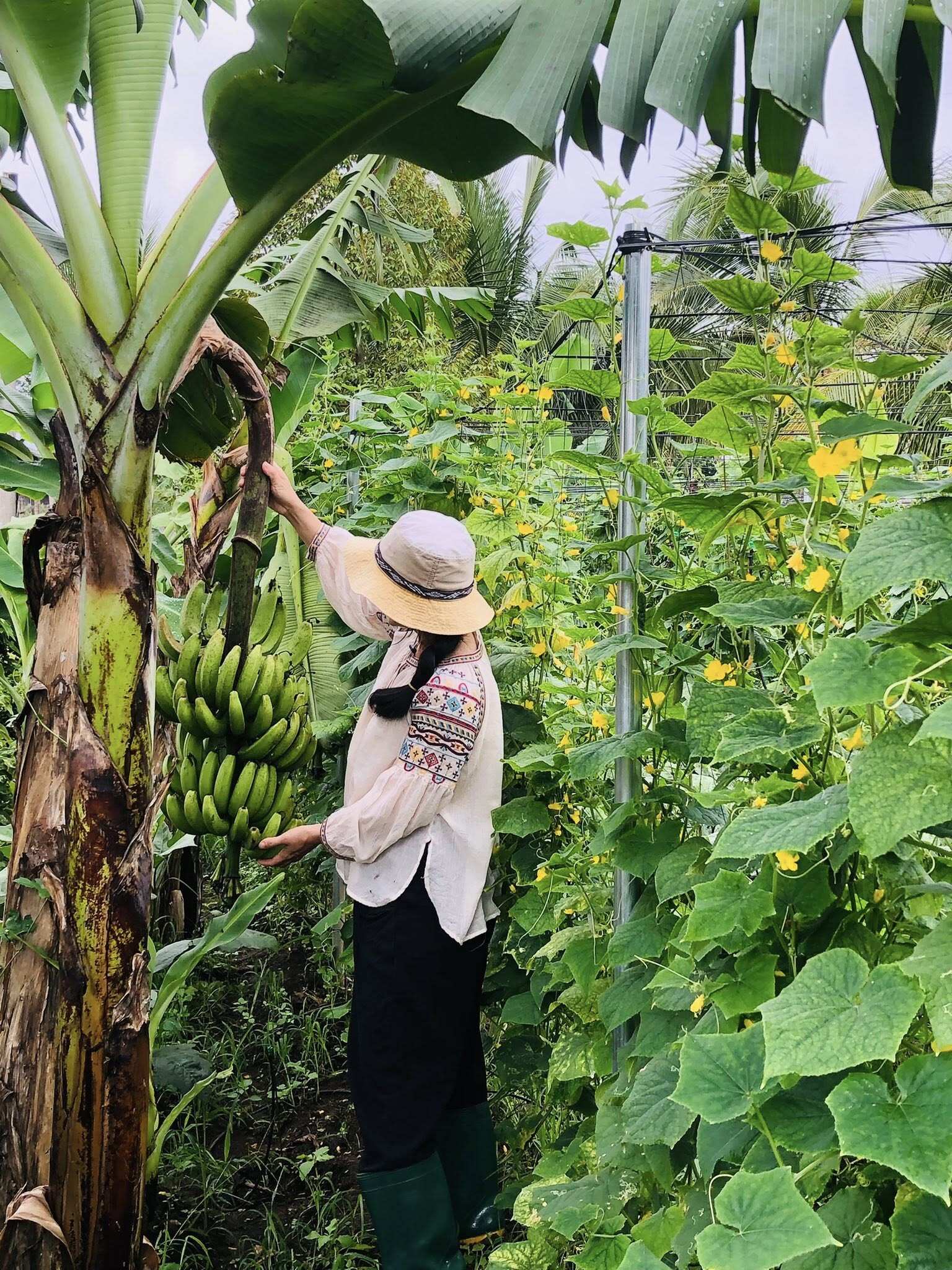 Đôi vợ chồng bỏ phố về quê xây nông trại 3000m2 trồng rau nuôi yến chỉ 30 triệu cải tạo đất và kết quả đẹp như tranh - 8