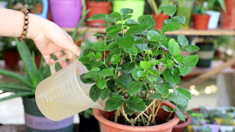 Xem thêm: Hoa nhài vừa đẹp vừa thơm nhưng nhà ở 3 hướng, người thuộc 2 mệnh này không nên trồng