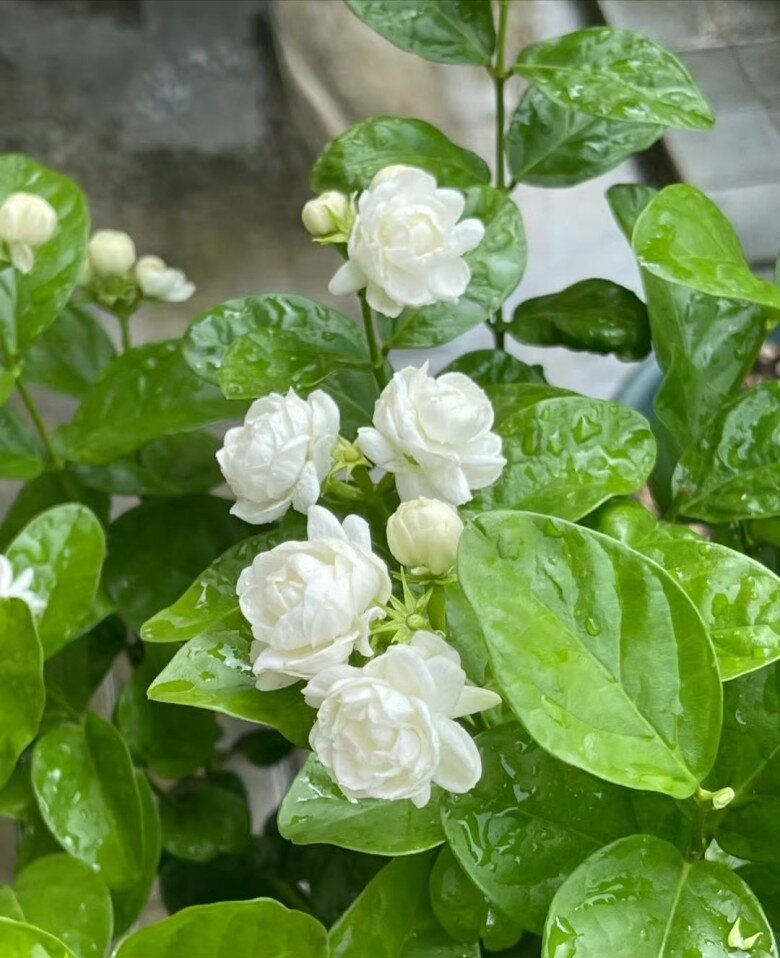 Dùng 2 loại nước hôi này tưới cho hoa nhài, càng tưới hoa càng thơm, bông càng to, nở chi chít khắp cành - 2