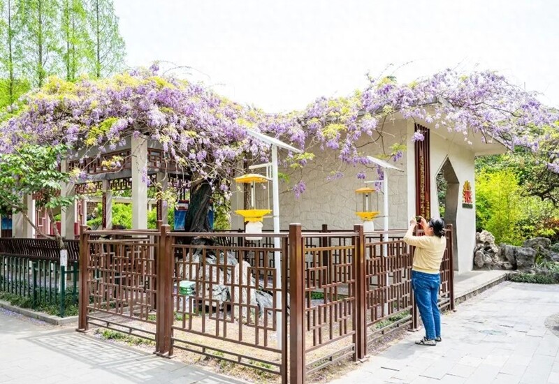 Nếu vẫn muốn trồng những loại cây kể trên thì cần được trồng có kiểm soát để tránh xâm lấn. Với các loại có rễ khỏe như tử đằng, kim ngân, lăng tiêu, tre, nên chôn vách ngăn dưới đất và cắt tỉa thường xuyên phần trên. 