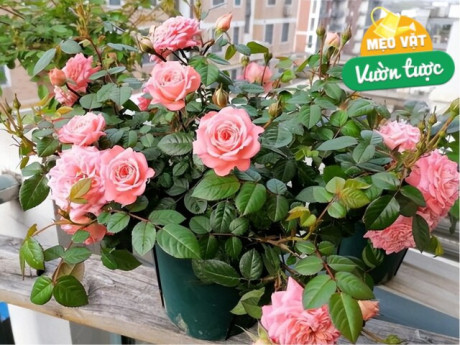 Hoa hồng rất thích “uống” thứ nước này, 15 ngày một lần, hoa nở liên tục không ngừng, bông to như cái bát