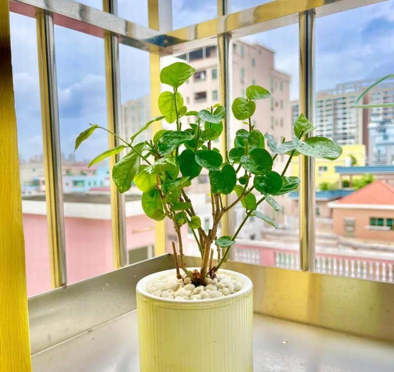 Hoa nhài có 3 amp;#34;công tắc nhỏamp;#34;, mùa hè bật chúng lên cây sẽ nở 200 bông cùng lúc - 7