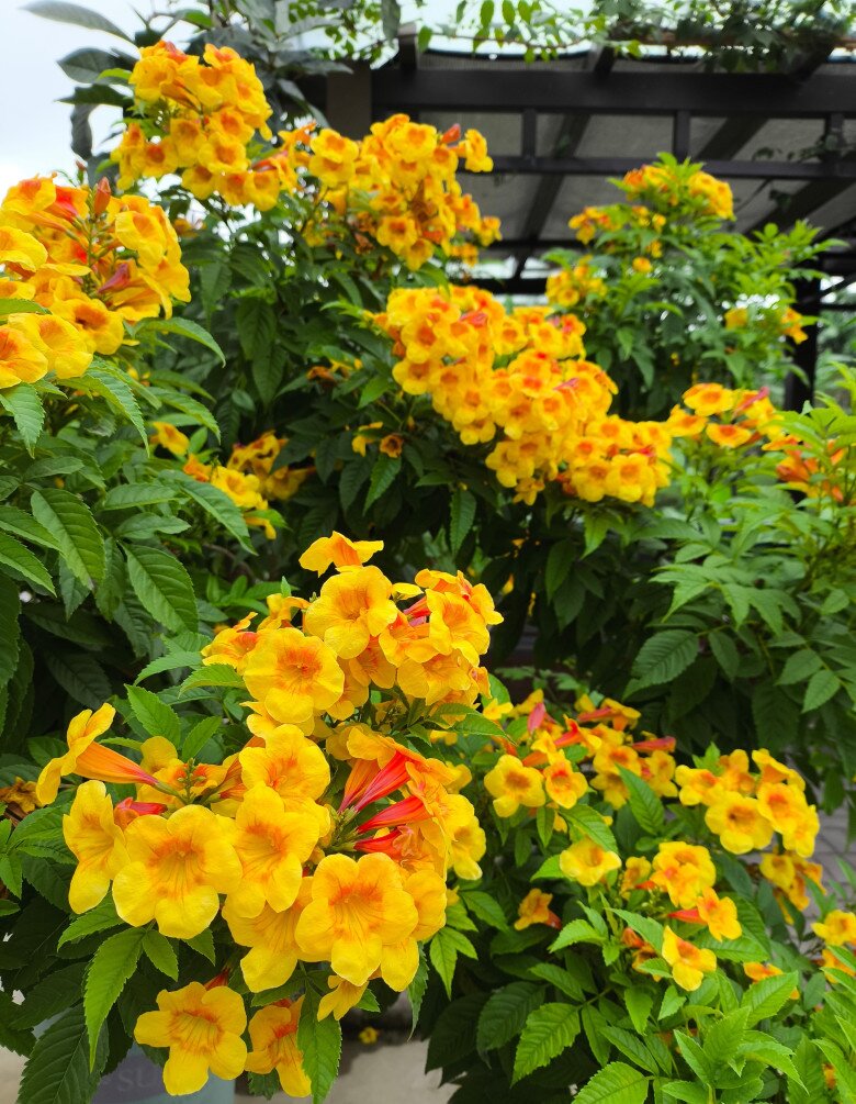 Loài hoa đẹp chẳng kém gì hoa giấy, nở quanh năm cả trăm bông một lúc, mang tài lộc và may mắn vào nhà - 6