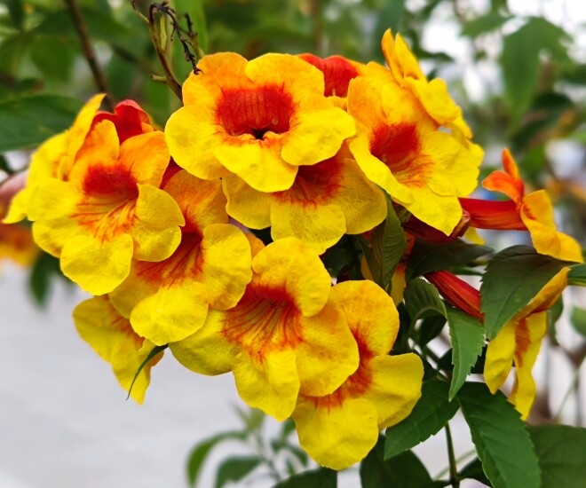 Loài hoa đẹp chẳng kém gì hoa giấy, nở quanh năm cả trăm bông một lúc, mang tài lộc và may mắn vào nhà - 1