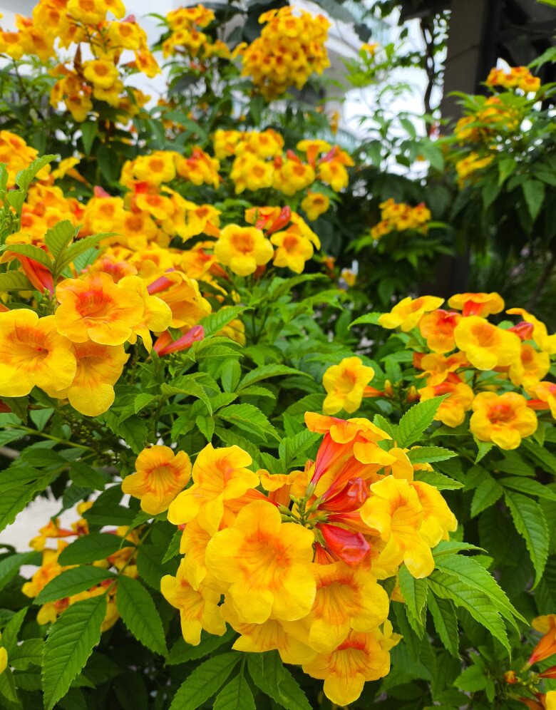 Loài hoa đẹp chẳng kém gì hoa giấy, nở quanh năm cả trăm bông một lúc, mang tài lộc và may mắn vào nhà - 2