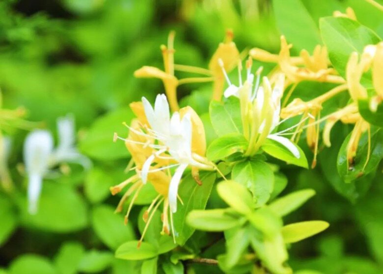 Loài hoa được mệnh danh là “vương dược”, vừa bổ thận vừa dưỡng gan, trồng trong nhà còn mang tới tài lộc - 3