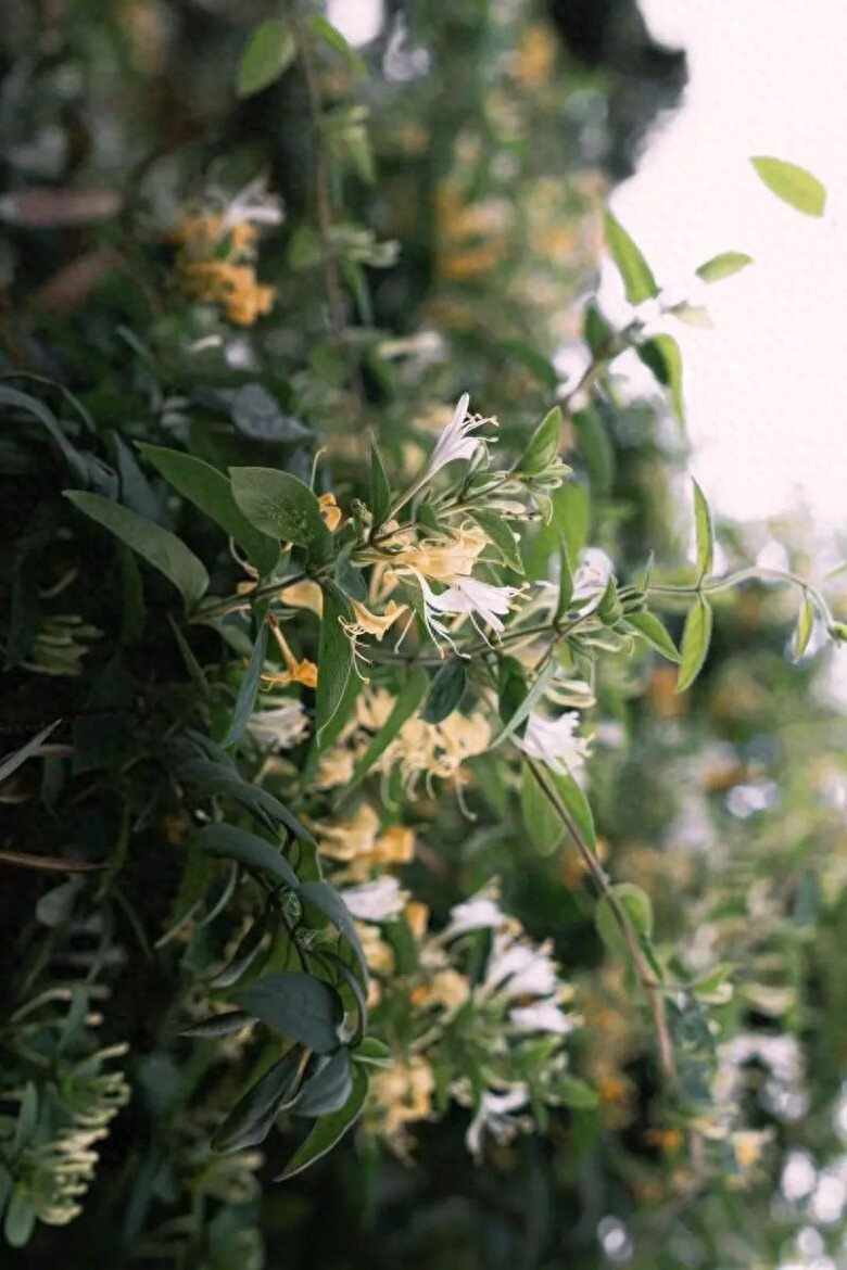 Loài hoa được mệnh danh là “vương dược”, vừa bổ thận vừa dưỡng gan, trồng trong nhà còn mang tới tài lộc - 4