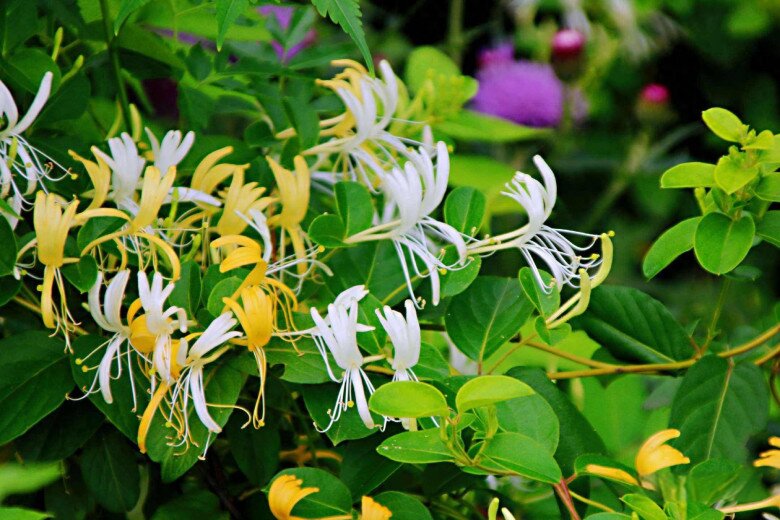 Loài hoa được mệnh danh là “vương dược”, vừa bổ thận vừa dưỡng gan, trồng trong nhà còn mang tới tài lộc - 7