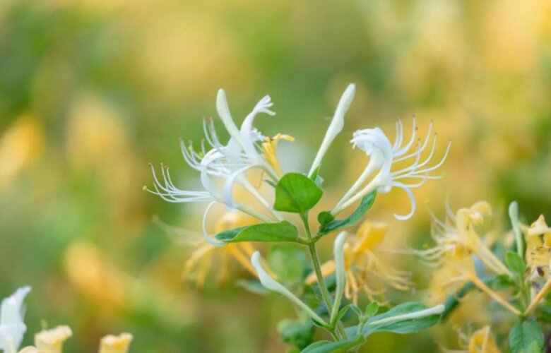 Loài hoa được mệnh danh là “vương dược”, vừa bổ thận vừa dưỡng gan, trồng trong nhà còn mang tới tài lộc - 5