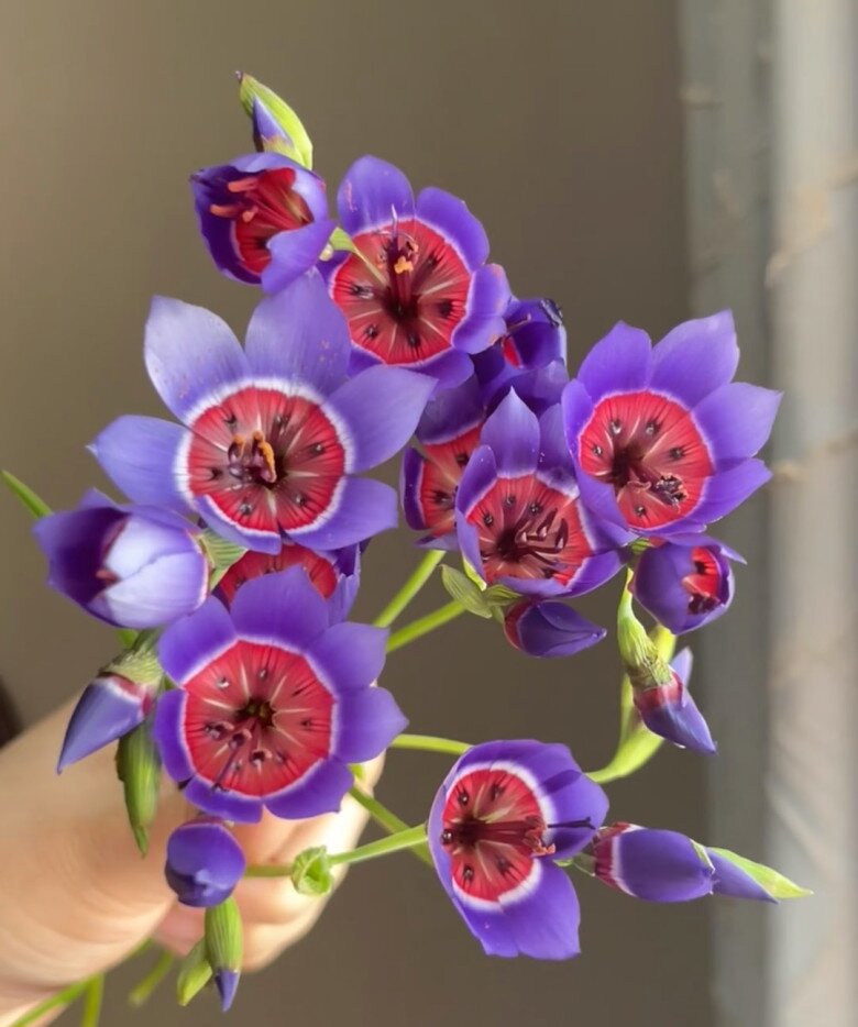 Loài hoa này nghe tên đã say, đẹp như được tạo ra bởi AI, nở 20 ngày mới tàn, chăm cực dễ - 4
