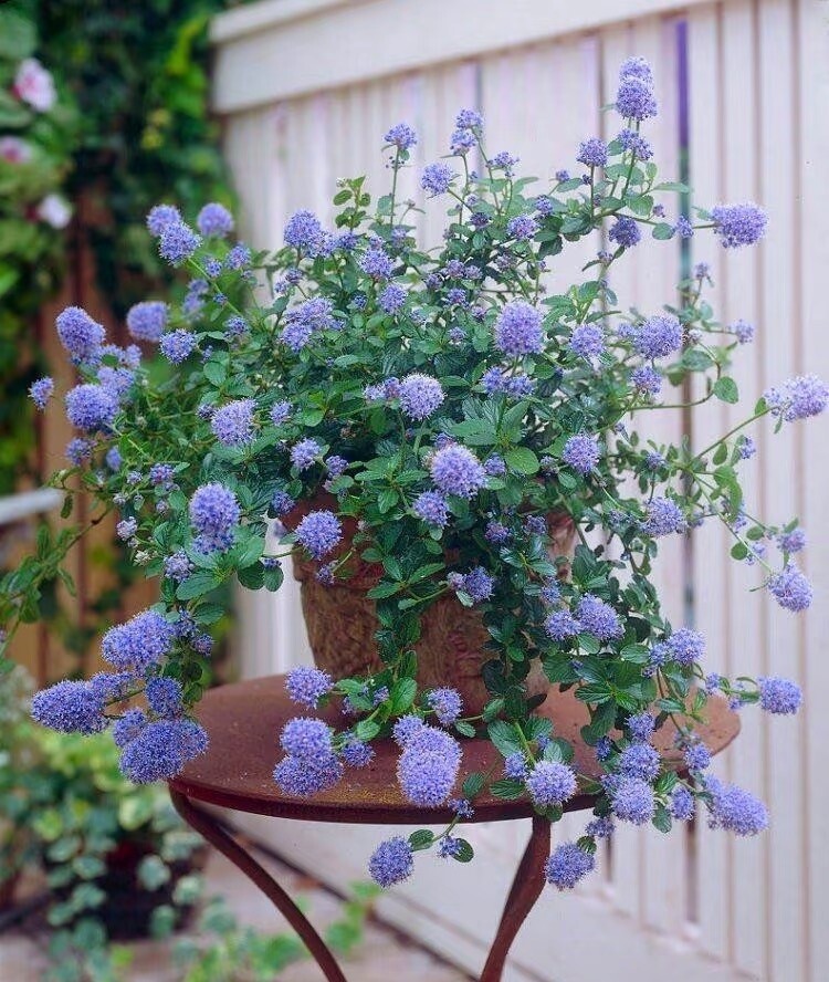 Loài hoa xanh mộng mơ đẹp hơn hoa giấy, thơm như nước hoa, nở cả nghìn bông một lúc tạo thành biển hoa - 5