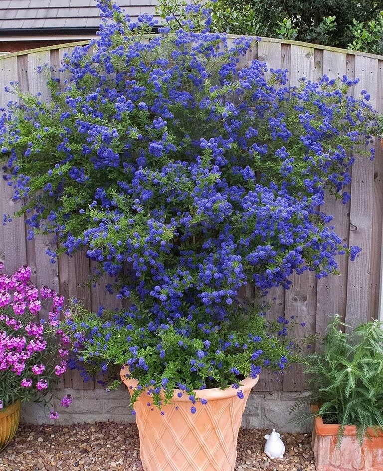 Xem thêm: Cách trồng và chăm sóc hoa dâm bụt trồng trong chậu