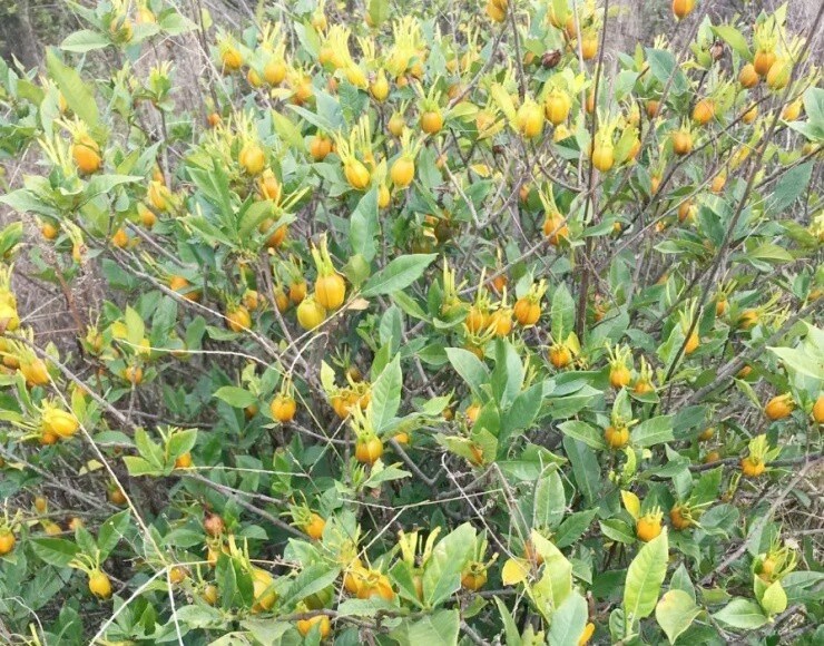 Quả dành dành tươi.