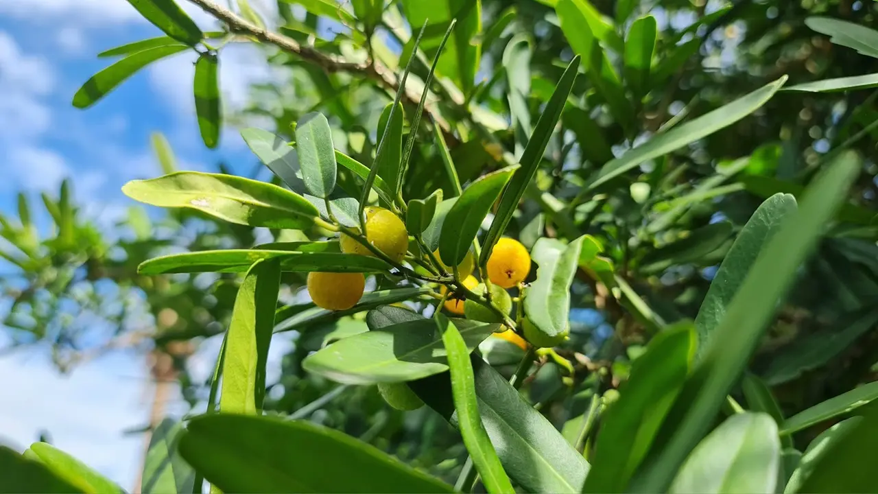 Xem thêm: Hoa nhài vừa đẹp vừa thơm nhưng nhà ở 3 hướng, người thuộc 2 mệnh này không nên trồng