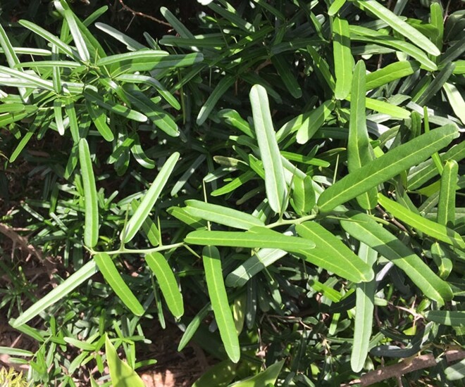 “Lộc trời” là “vua giải độc gan”, điều hòa nội tiết tố, trồng một cây trong nhà sẽ thu vàng hút bạc lại khỏe mạnh - 1