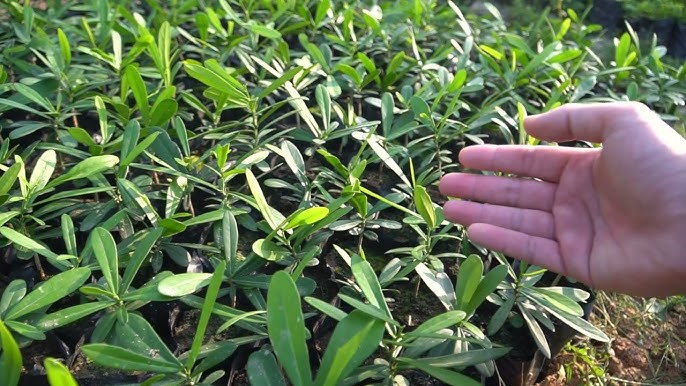 “Lộc trời” là “vua giải độc gan”, điều hòa nội tiết tố, trồng một cây trong nhà sẽ thu vàng hút bạc lại khỏe mạnh - 4