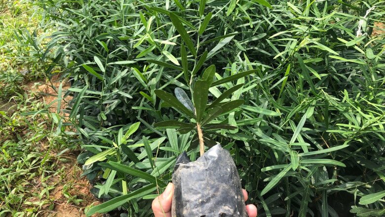 “Lộc trời” là “vua giải độc gan”, điều hòa nội tiết tố, trồng một cây trong nhà sẽ thu vàng hút bạc lại khỏe mạnh - 6