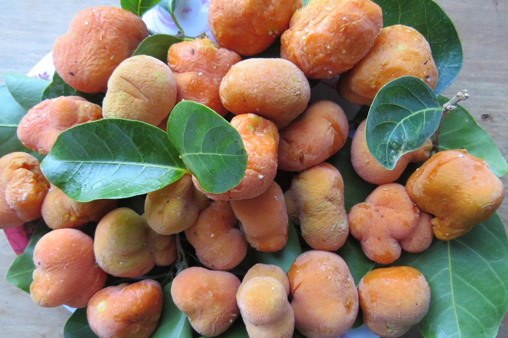 Quả chay khi chín.