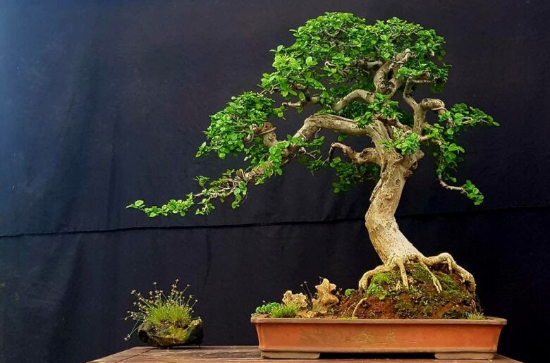 Xem thêm: Trồng cây khế trước nhà nhớ quy tắc “1 kỵ - 3 nên”, gia chủ ăn nên làm ra, con cháu đời đời giàu sang