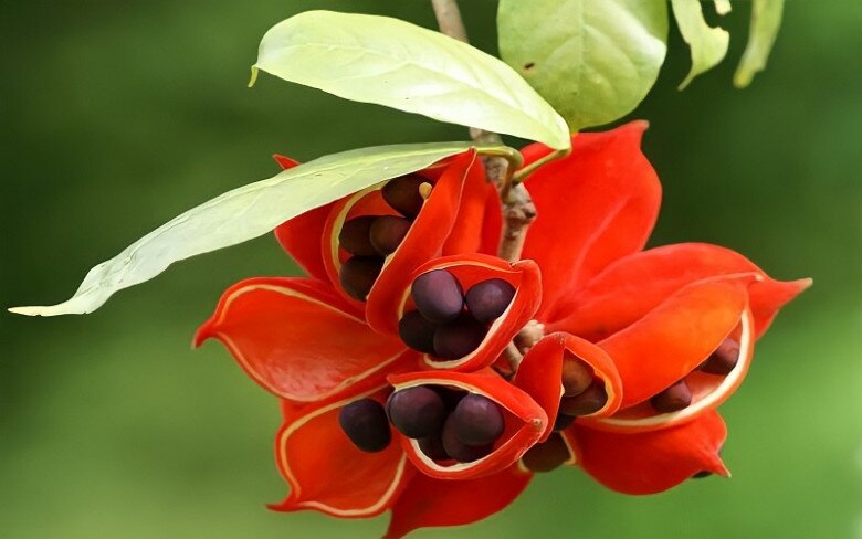 “Lộc trời” xưa rụng đầy gốc không ai ăn, giờ thành đặc sản giá 45.000/kg, trồng một cây trước cổng cho bóng mát, đón lộc vào nhà - 4