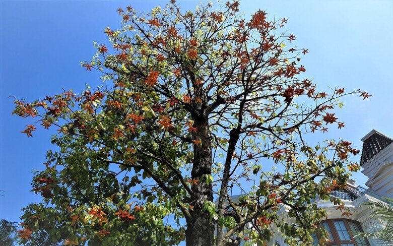 “Lộc trời” xưa rụng đầy gốc không ai ăn, giờ thành đặc sản giá 45.000/kg, trồng một cây trước cổng cho bóng mát, đón lộc vào nhà - 3