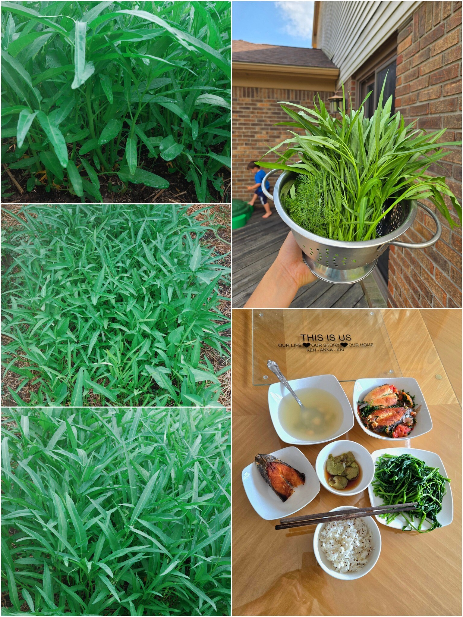 Mẹ đảm mát tay làm vườn ở mỹ phải xách cả cuốc từ việt nam sang rau nào cũng xanh tươi tốt - 16