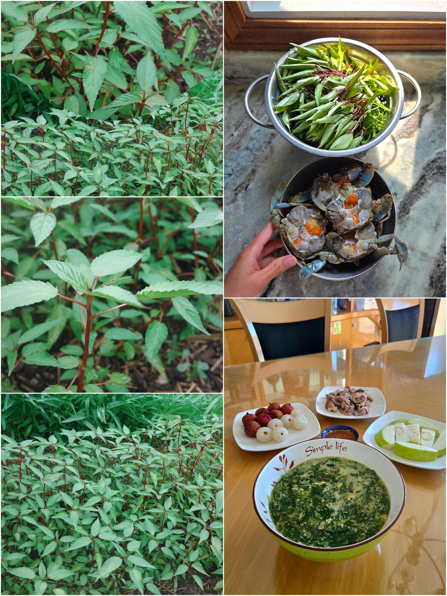 Mẹ đảm mát tay làm vườn ở mỹ phải xách cả cuốc từ việt nam sang rau nào cũng xanh tươi tốt - 17