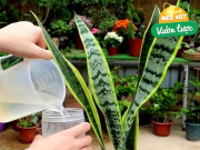 Nhà đẹp - Đừng chỉ tưới nước lã cho cây lưỡi hổ, thêm thứ này vào tưới 1 tháng/lần, lá xanh như ngọc, cây cao tới 2m