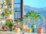 3 loại hoa người sành chơi luôn giữ trong nhà, vừa khỏe vừa sai hoa, nở quanh năm lại mở lối đón tài khí vào cửa