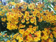 Loài hoa đẹp chẳng kém gì hoa giấy, nở quanh năm cả trăm bông một lúc, mang tài lộc và may mắn vào nhà