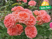 Nhà đẹp - Ra chợ xin 2 loại rác này mang về chôn vào chậu, hoa nở như điên, cây cho quả to, ngọt lịm