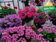 Nhà đẹp - Ra công viên nhặt 3 “bảo bối” này mang về chôn vào chậu hoa, đất sẽ tơi xốp như bánh mì, cây xanh tươi tốt