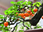 Nhà đẹp - Chẳng trách người giàu thích 4 cây này, hóa ra chúng “sinh ra đã có vàng”, càng trồng lâu càng có giá