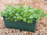 Nhà đẹp - 10 loại rau được Mỹ đánh giá tốt nhất thế giới, loại đầu bảng cắm cành vào đất là sống, 30 ngày cho thu hoạch