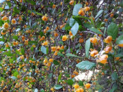 Nhà đẹp - “Lộc trời” xưa mọc hàng rào giờ có tiền chưa chắc mua được, trồng cây làm cảnh trong nhà không phú cũng quý