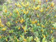 Nhà đẹp - “Lộc trời” được ví đắt hơn vàng, nở đẹp hơn hoa nguyệt quế, hương thơm hơn hoa nhài, quả bán giá 300.000 đồng/kg