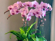 Nhà đẹp - Tại sao ngày càng nhiều người đưa lan hồ điệp vào danh sách đen? Đây là 5 lý do