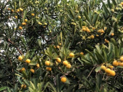 Nhà đẹp - “Lộc trời” là “vua giải độc gan”, điều hòa nội tiết tố, trồng một cây trong nhà sẽ thu vàng hút bạc lại khỏe mạnh