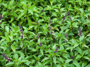 Nhà đẹp - "Vua rau thơm" giúp phòng sỏi thận, tốt cho tim, trồng một chậu ở ban công giúp đuổi muỗi lại chiêu tài hút lộc