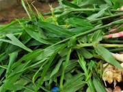Nhà đẹp - Củ này mệnh danh là “vua bổ gan”, lá kho cá cực ngon, trồng ở ban công sẽ xua đuổi vận xui, mang lại may mắn