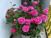 Nhà đẹp - Sau 10 năm trồng hoa hồng, giờ tôi mới hiểu tại sao nhiều người loại bỏ nó khỏi vườn, hóa ra vì 4 lý do này