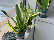 Nhà đẹp - 3 điều cấm kỵ khi trồng cây lưỡi hổ, 10 người thì 9 người sai, bảo sao cây mãi không lớn, chồi không mọc