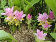 Nhà đẹp - “Nữ hoàng gia vị” là khắc tinh của ung thư, lá và củ kho cá đều ngon, cây khi ra hoa tài lộc ùn ùn kéo đến