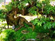 Nhà đẹp - “Lộc trời” nấu canh chua tuyệt ngon, toàn thân đều làm thuốc được, trồng trong chậu giúp hút lộc vào nhà