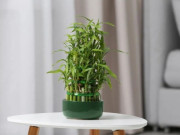 Nhà đẹp - Ngày càng nhiều người cho cây trúc phát tài vào danh sách đen, hóa ra vì 4 lý do này