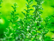 Nhà đẹp - Loại lá mệnh danh là "vua bổ gan", quả ví như “kim cương đỏ”, trồng làm bonsai rất đẹp, nhà giàu thích mê vì hút lộc