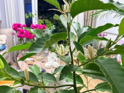 Nhà đẹp - "Vua hương thơm" nở từ xuân sang thu, trồng một chậu ở ban công thơm ngát cả nhà, chiêu tài cực mạnh